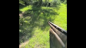 HOW TO BLAST  pigs with buckshot AND NOT HOLD YOUR PHONE.. 4 dwn 5 hit