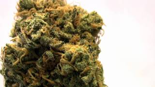 Dank strains