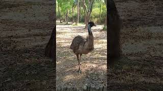 amazing birds feeding        beautiful nature scene #shortsyoutube