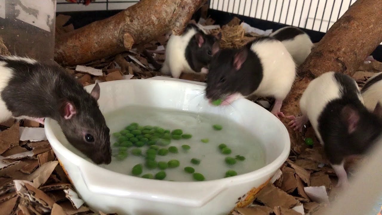Seven Baby Rats Fishing for Peas to Cool Down YouTube
