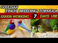 Golden Finch Breeding Formula 2026 | Best Soft Food for Golden Finch | 100% Breeding Results