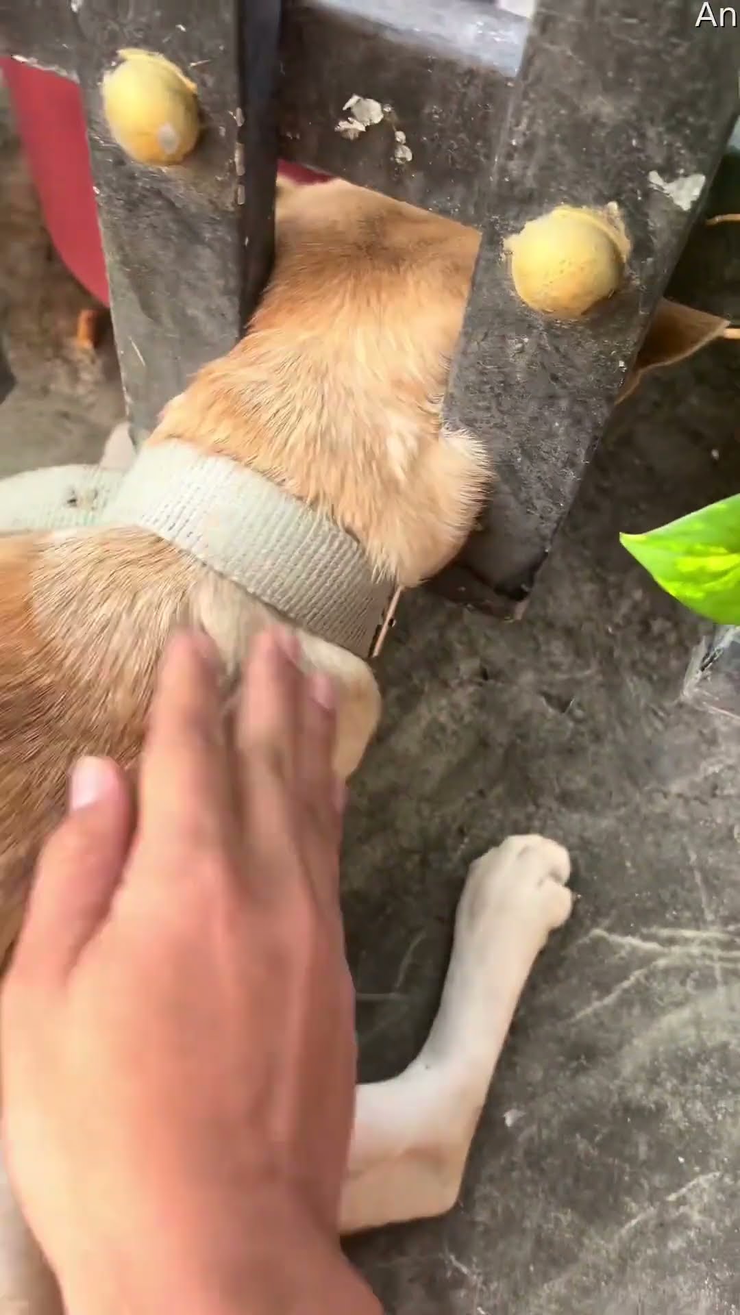 Helping Out a Dog With Its Head Stuck in a Fence || ViralHog