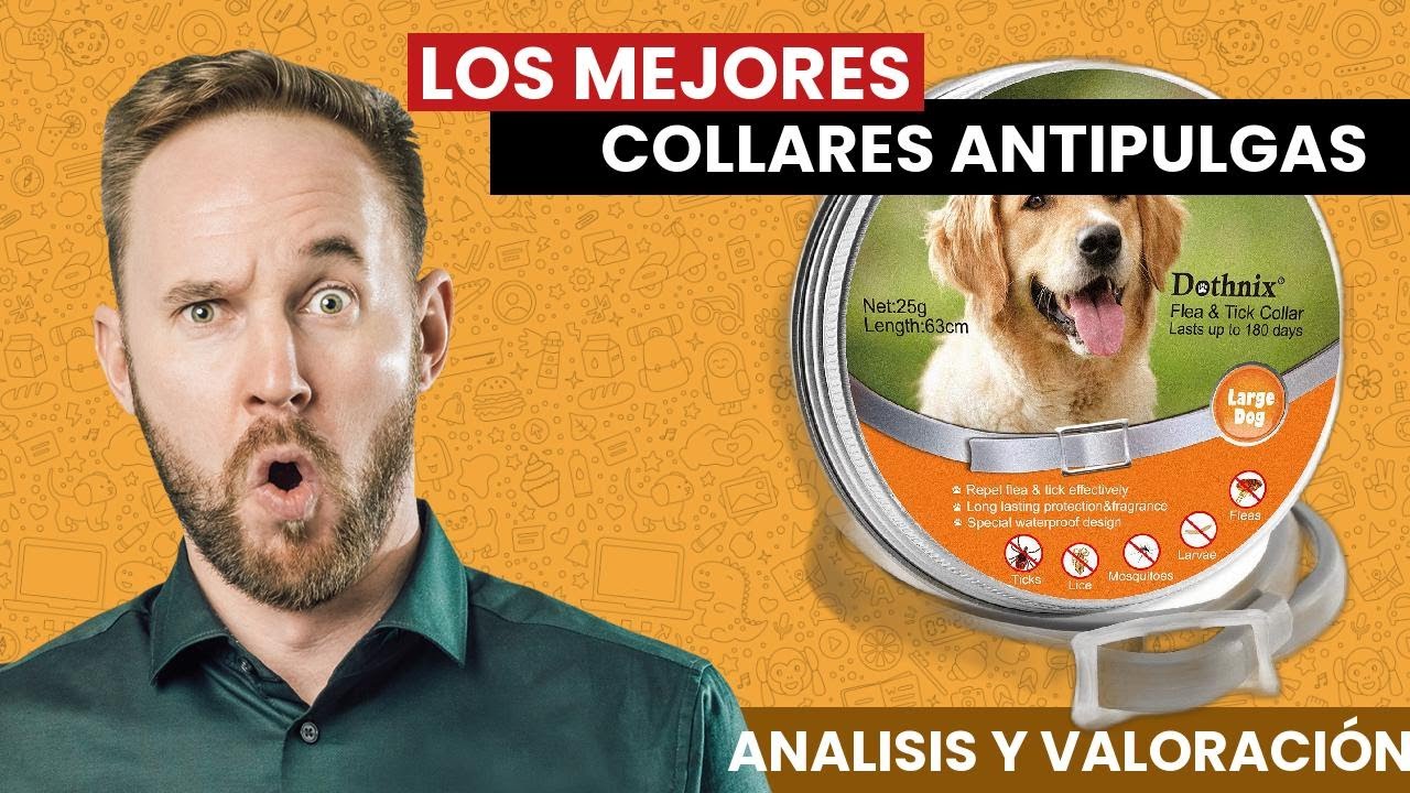 Los MEJORES ANTI-PULGAS para PERROS: Los mas vendidos 2021 - YouTube