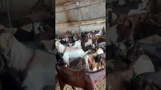 #bakra#eid@qurbani#summer2026Hajj