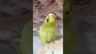 #viralvideo #pets #modapet #parrot #birds #budgies #periquitosaustralianos
