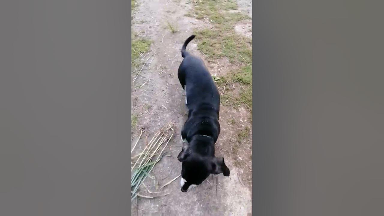 БАКСИК ️ ️ ️ - YouTube