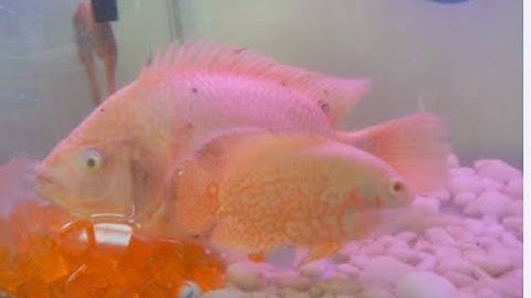 cá tai tượng Châu Phi Đẹp Nhât Thế Giới - Thiên Đường Cá Cảnh