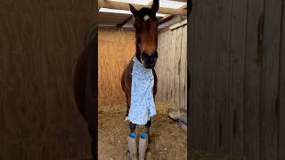 Dare I Ask. Who Wore It Best