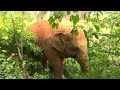 Thongaes gardening adventure at elephant nature park  elephantnews