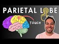 Understanding the Parietal Lobe