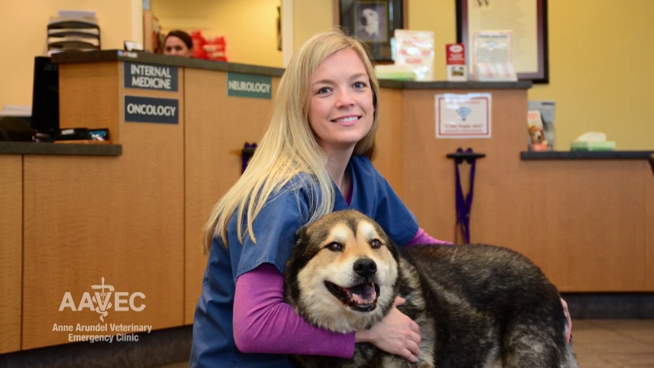 Animal Care South Arundel Animal Hospital Arundel Animal Vca South