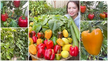 Bội thu ớt chuông xanh, đỏ, vàng, mướp hương và mồng tơi Nhật sau vườn ở Úc/Sang La Úc Châu