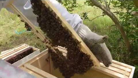 Three Minute Swarm Trap Transfer