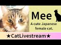 ★CatLive★19【Mee】