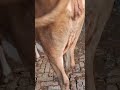 cow for sell