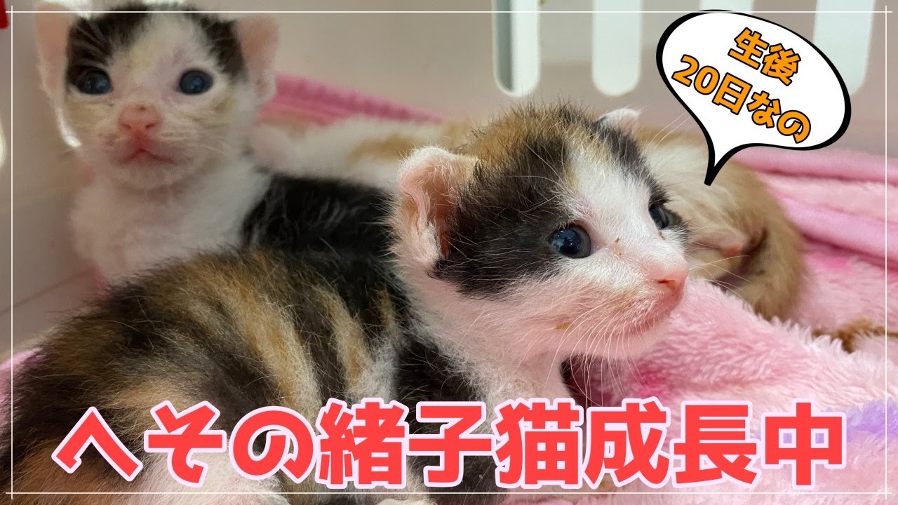 へその緒子猫、生後20日。初めての遊びタイム…安定しない体調 - YouTube