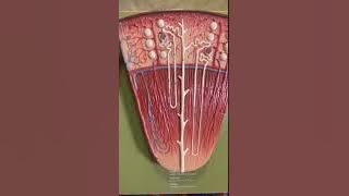 Download lagu SOMSO Renal Anatomy Model, Biology 2402 Fall 2020