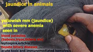 jaundice or yellowish or icteric mucous membranes in cattle,causes