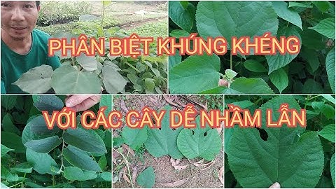 CÁCH PHÂN BIỆT CÂY KHÚNG KHÉNG ĐƠN GIẢN | Kỹ sư Hảo Hảo