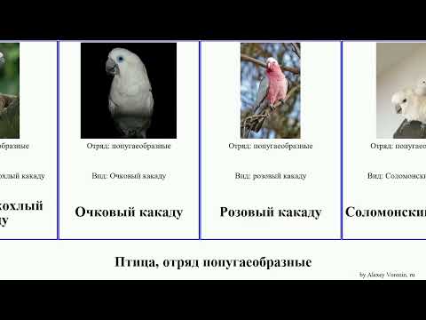 Птица, отряд попугаеобразные какаду birds желтохохлый Чёрный Траурный Большой Карнабиа Fuse Малый