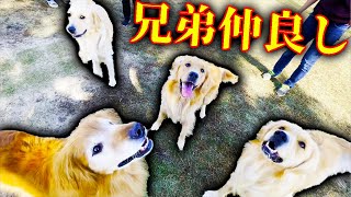 出会ってすぐ意気投合するレトリバー3兄弟！！