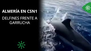 Delfines frente a Garrucha