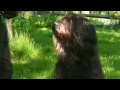 How to Teach Your Dog to Drop Something How to Teach Your Dog to Drop Something