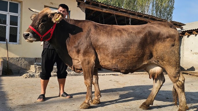 MILF jinsiy aloqa paypoq porno onlayn Birodarning singlisiga masturbatsiya qilayotgani va u uni ushlagani haqidagi porno video.