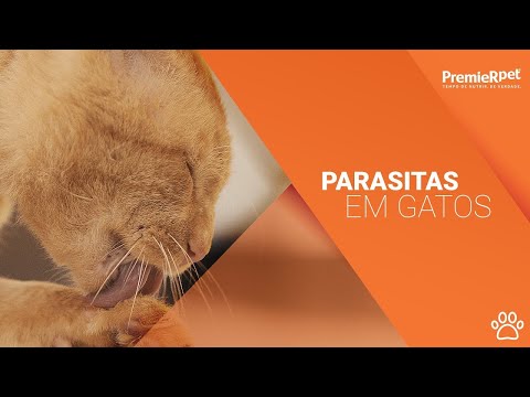 Vídeo: Parasitas Comuns De Gatos E Razões Para Evitá-los