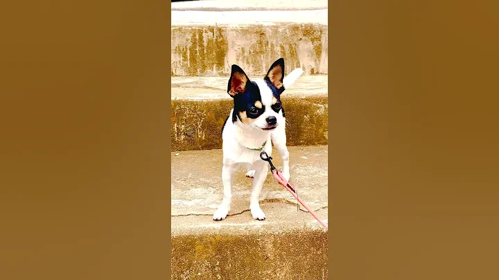 Watch the video about #funny #kitten #cat #petlovers #video #shorts #dog #cute #cutedog #puppy