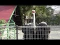 2016.3.6 Ostrich ダチョウ ディスプレイ(求愛ダンス) No.3(日本平動物園)
