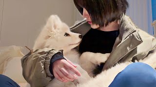 Saying Bye To My Puppy by 사모예드 티코 17,087 views 3 weeks ago 6 minutes, 27 seconds