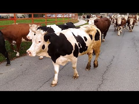 Video: Come Pascolare Le Mucche