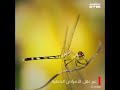 البعوض حشرة ضعيفة وقاتلة البعوض حشرة ضعيفة وقاتلة