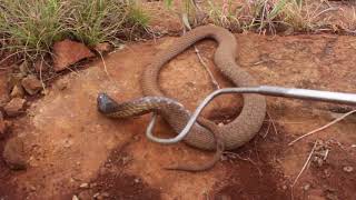 Rinkhals playing possum