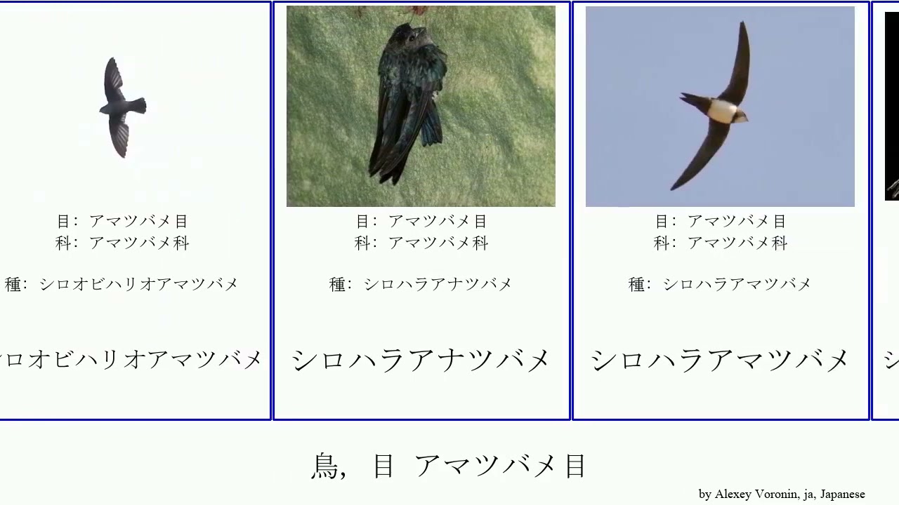 鳥 目 アマツバメ目 Bird ツリスアマツバメ ムナジロムジアマツバメ ニシヒメアマツバメ ノドフハリオアマツバメ シロハラアナツバメ ヨーロッパ アマツバメ ヤシアマツバメ クロムジアマツバメ Youtube