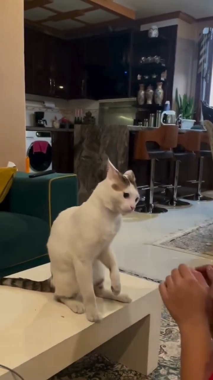Top 1 vidéo très drôle le chat ? ? ? #cat