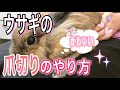 【うさぎの爪切りのやり方】動物病院のやり方のコツを紹介します！かわいいうさぎさんが抱っこされながら頑張ってくれています！