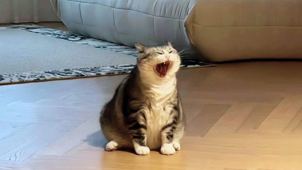 Cats Doing The FUNNIEST Things! 🤣 | Funny Cat Videos 2025 - YouTube