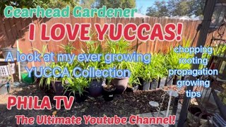 I Love Yuccas An Update Of My Ever-Growing Massive Yucca Collection The Gearhead Gardener