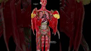 Muscles, Organs & Lymphatics | Human Anatomy 🫁🫀