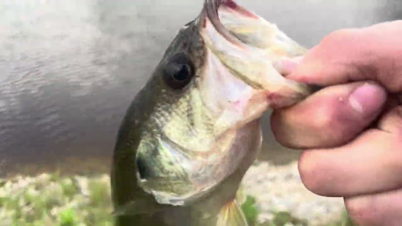 Bass fishing  in a pond of the  highway