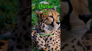 🕋 Surah Nisa Ayat 22 #quranictranslation #urdutranslation #quranicvibes #translationquranandislam