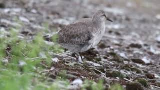 Biegus rdzawy Calidris canutus na Zb Goczałkowickim