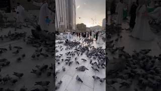 Pigeon dove in masjid al haram#memes#islamic#shortsfeed#youtubeshort#pigeon