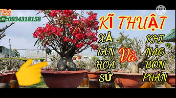 kĩ thuật xả tàn cho cây sứ và vì sao phải xả tàn.( phần 2 )/Truyền bonsai