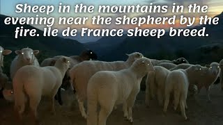 Sheep in the mountains in the evening near the shepherd by the fire. Ile de France sheep breed.