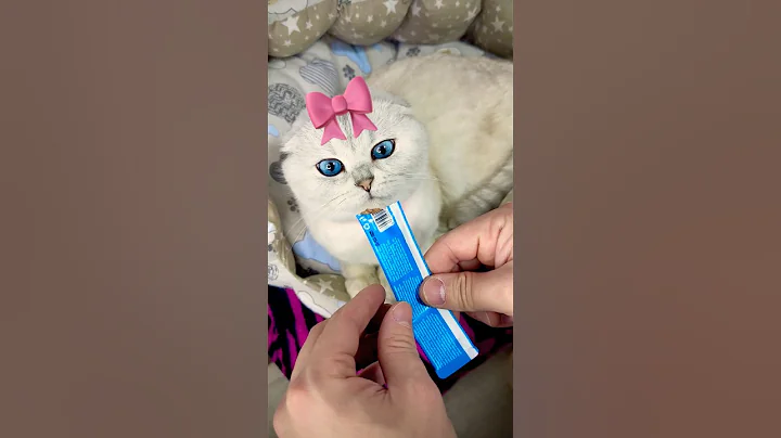 Video 11791161: cat cutecat funnycats, cat funnycats cute, cat cutecat funny, cat white blue eyes