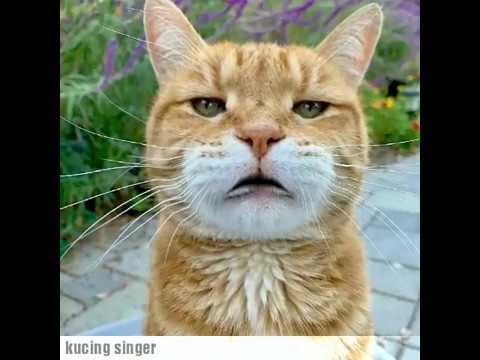  Kucing  Nyanyi  lagu cicak cicak di dinding YouTube