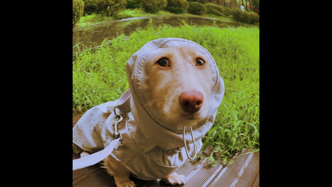 Alex Pristupa, curxlxss, downthedrain - Love Me [Official MV]